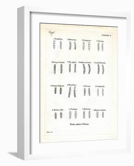 Molars-null-Framed Giclee Print