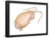 Mole Crab (Emerita Talpoida), Crustaceans-Encyclopaedia Britannica-Framed Poster