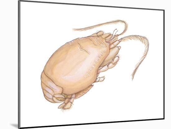 Mole Crab (Emerita Talpoida), Crustaceans-Encyclopaedia Britannica-Mounted Poster