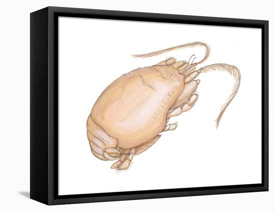 Mole Crab (Emerita Talpoida), Crustaceans-Encyclopaedia Britannica-Framed Stretched Canvas