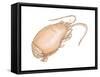 Mole Crab (Emerita Talpoida), Crustaceans-Encyclopaedia Britannica-Framed Stretched Canvas