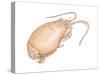 Mole Crab (Emerita Talpoida), Crustaceans-Encyclopaedia Britannica-Stretched Canvas