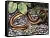 Mole Lizard (Bipes Canaliculatus), Bipedidae-null-Framed Stretched Canvas