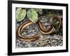 Mole Lizard (Bipes Canaliculatus), Bipedidae-null-Framed Giclee Print