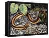 Mole Lizard (Bipes Canaliculatus), Bipedidae-null-Framed Stretched Canvas