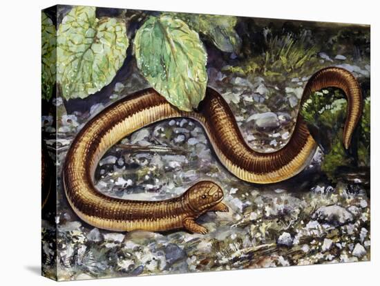 Mole Lizard (Bipes Canaliculatus), Bipedidae-null-Stretched Canvas