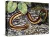 Mole Lizard (Bipes Canaliculatus), Bipedidae-null-Stretched Canvas