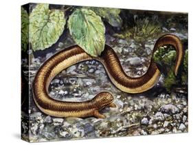 Mole Lizard (Bipes Canaliculatus), Bipedidae-null-Stretched Canvas