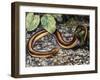 Mole Lizard (Bipes Canaliculatus), Bipedidae-null-Framed Giclee Print