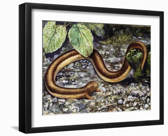 Mole Lizard (Bipes Canaliculatus), Bipedidae-null-Framed Giclee Print