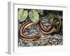 Mole Lizard (Bipes Canaliculatus), Bipedidae-null-Framed Giclee Print