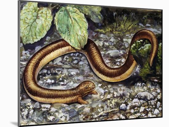 Mole Lizard (Bipes Canaliculatus), Bipedidae-null-Mounted Giclee Print