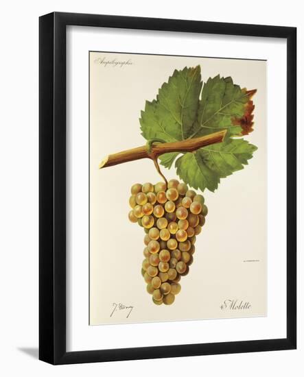 Molette Grape-J. Troncy-Framed Giclee Print