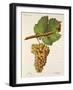 Molette Grape-J. Troncy-Framed Giclee Print