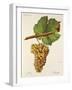 Molette Grape-J. Troncy-Framed Giclee Print