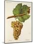 Molette Grape-J. Troncy-Mounted Giclee Print