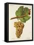 Molette Grape-J. Troncy-Framed Stretched Canvas