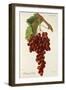 Molinera Gorda Grape-J. Troncy-Framed Giclee Print