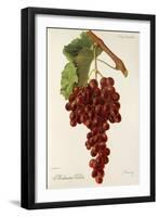 Molinera Gorda Grape-J. Troncy-Framed Giclee Print