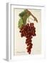 Molinera Gorda Grape-J. Troncy-Framed Giclee Print