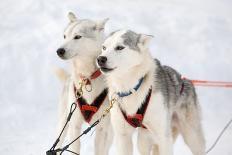 Husky Sled-Dogs-Molka-Photographic Print