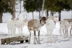 Lapland Finland-Molka-Mounted Photographic Print