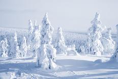 Lapland Finland-Molka-Framed Stretched Canvas
