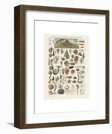 Mollosques I-Adolphe Millot-Framed Art Print