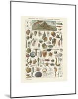 Mollosques I-Adolphe Millot-Mounted Art Print
