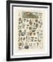 Mollosques I-Adolphe Millot-Framed Art Print