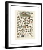 Mollosques I-Adolphe Millot-Framed Giclee Print