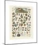Mollosques I-Adolphe Millot-Mounted Giclee Print