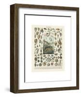 Mollosques II-Adolphe Millot-Framed Art Print