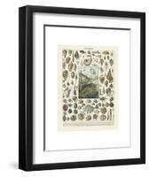 Mollosques II-Adolphe Millot-Framed Art Print