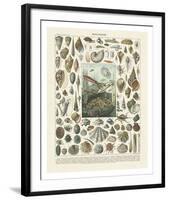 Mollosques II-Adolphe Millot-Framed Art Print