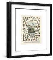 Mollosques II-Adolphe Millot-Framed Giclee Print