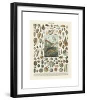 Mollosques II-Adolphe Millot-Framed Giclee Print