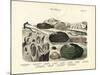 Molluscs, C.1860-null-Mounted Giclee Print