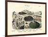 Molluscs, C.1860-null-Framed Giclee Print