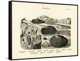 Molluscs, C.1860-null-Framed Stretched Canvas