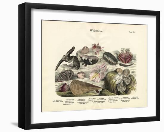 Molluscs, C.1860-null-Framed Giclee Print