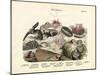 Molluscs, C.1860-null-Mounted Giclee Print