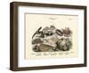 Molluscs, C.1860-null-Framed Giclee Print