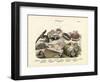 Molluscs, C.1860-null-Framed Giclee Print