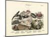 Molluscs, C.1860-null-Mounted Giclee Print