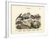 Molluscs, C.1860-null-Framed Giclee Print