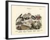 Molluscs, C.1860-null-Framed Giclee Print