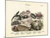 Molluscs, C.1860-null-Mounted Giclee Print