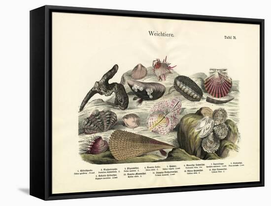 Molluscs, C.1860-null-Framed Stretched Canvas