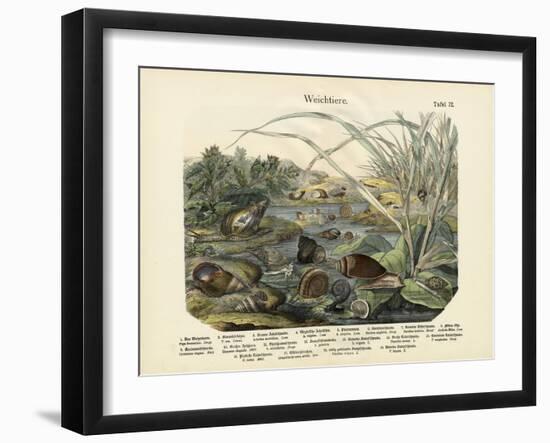 Molluscs, C.1860-null-Framed Giclee Print